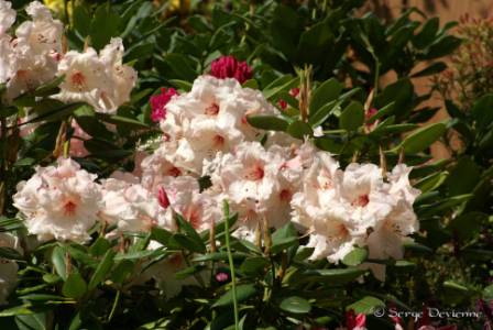 yflrh_DSC05566.JPG - Rhododendrons